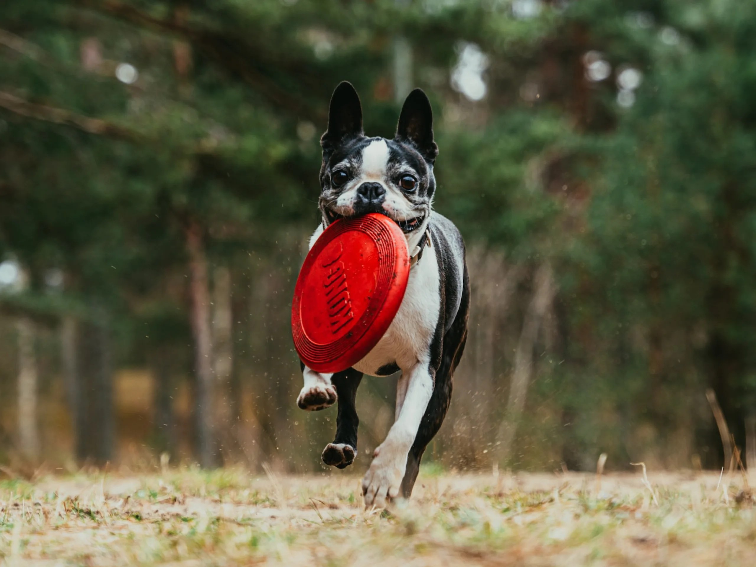 The DHPP vaccine protects your dog against these 5 diseases